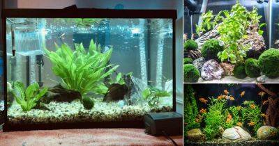 15 Creative Fish Tank with Plants Ideas