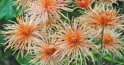 How to Grow Chrysanthemums, a Late-Season Dazzler