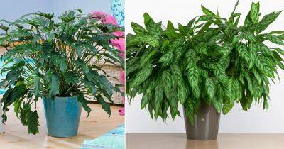 12 Indoor Plants that are Literally Oxygen Bombs