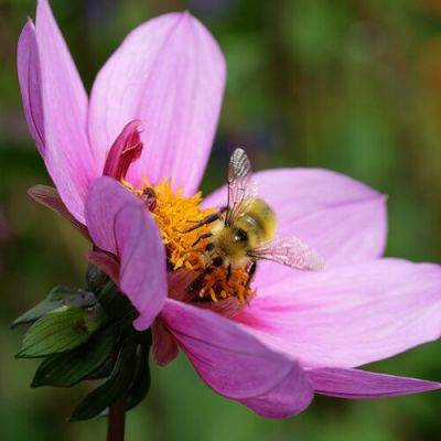 7 Simple Ways to Help Pollinators