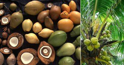 11 Different Types Of Coconuts | Coconut Varieties