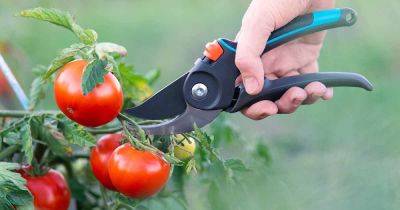 How and When to Prune Your Tomato Plants