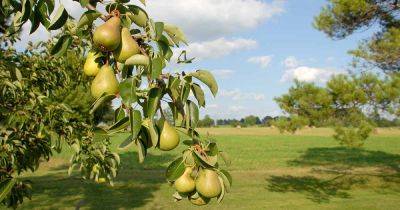 How to Propagate Pear Trees from Cuttings