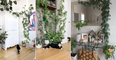 26 Indoor Climbers Pictures Inspiration for Houseplant Growers