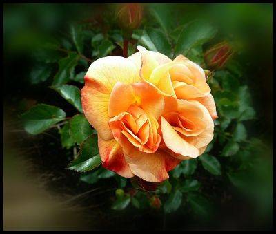 Flower Carpet Rose Amber