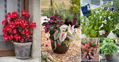 19 Best Outdoor Indirect Sunlight Plants for Containers & Shade Gardens