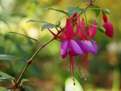 When's the best time to prune hardy fuchsia?