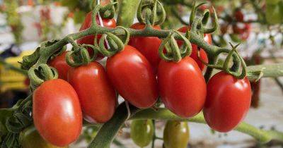 How to Make Homegrown Tomatoes Turn Red