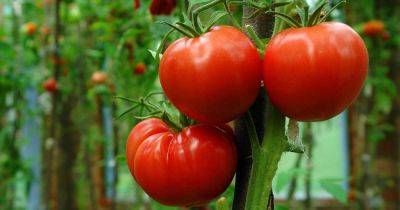 Learn How to Grow the Best Tomatoes | Gardener's Path