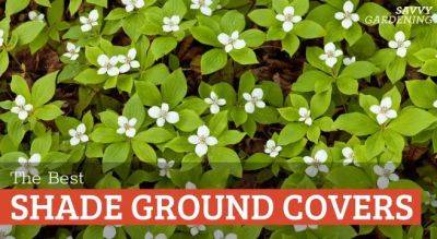 Shade Ground Cover Plants for Your Yard