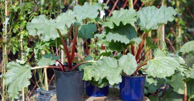 How to Grow Rhubarb in Containers