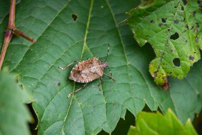 What To Do About Stink Bugs In Your Home And Garden