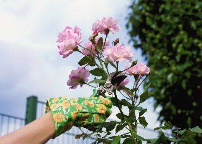 How To Prune And Deadhead Roses