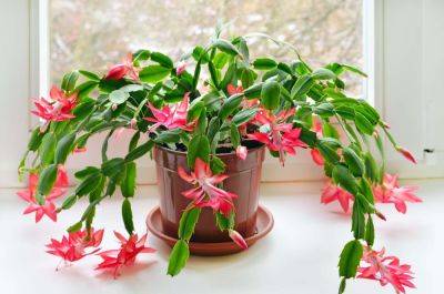 How To Grow And Care For A Christmas Cactus