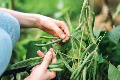 The Best Types Of Garden Beans To Grow In The South