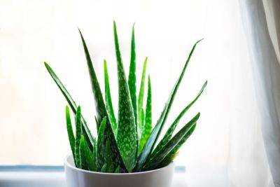 How To Grow And Care For An Aloe Vera Plant