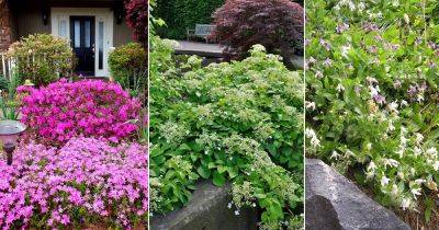 15 Vines that Make Good Ground Cover