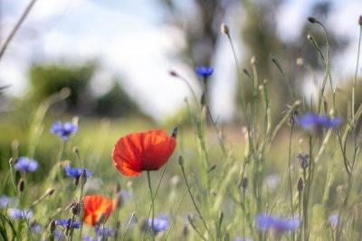 Why Flowering Meadows Are Better Than Lawns