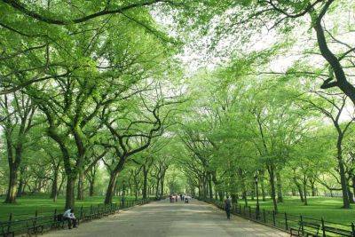 Trees Are a ‘Must-Have’ Medicine When Addressing Mental Health