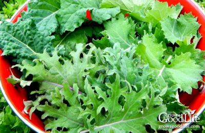 How to Grow Kale
