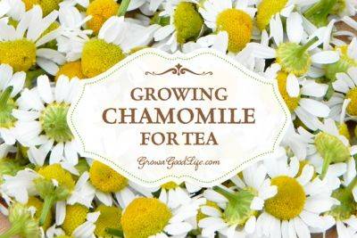 Growing Chamomile for Tea
