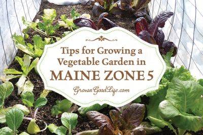 Vegetable Gardening Tips for Maine Zone 5