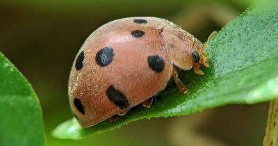 How to Identify and Control Mexican Bean Beetles