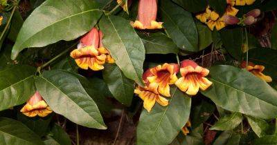 How to Grow and Care for Crossvine Flowers (Bignonia capreolata)