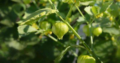 How to Grow and Care for Tomatillos