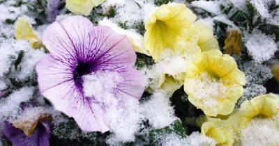 Are Petunias Cold Hardy? Tips for Outdoor Winter Care