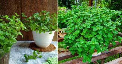 5 Do's and Don'ts of Growing Best Mint Ever