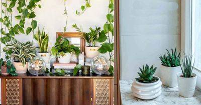 What and When is National Houseplant Day