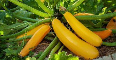 How to Plant and Grow Golden Zucchini