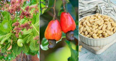 Where Do Cashews Grow | Cashew Growing Guide