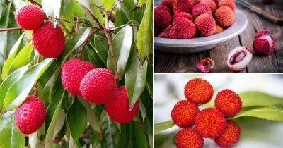What Does Lychee Taste Like? Lychee Benefits