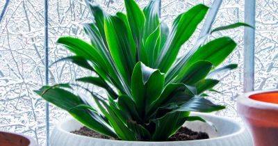 How to Grow and Care for Cast-Iron Plants (Aspidistra Elatior)