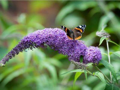 7 Plants That Are Harmful To Pollinators