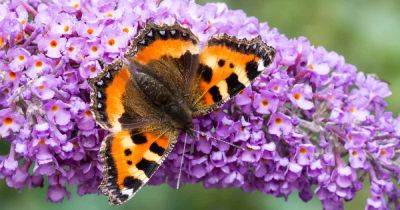 Best 6 Perennial Bushes to Attract Butterflies | Gardener's Path