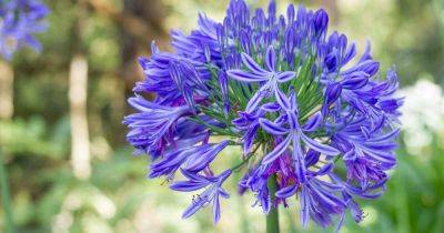 How to Grow and Care for Agapanthus