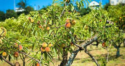 How to Grow and Care for Peach Trees