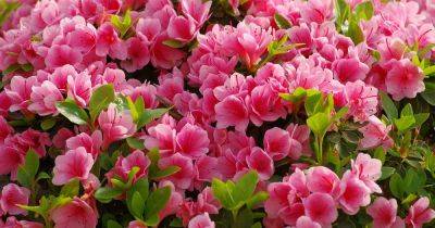 How to Grow and Care for Azalea Bushes