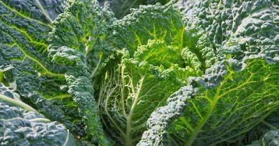 How to Grow Savoy Cabbage