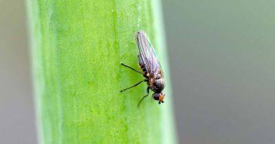 How to Identify and Control Allium Leaf Miners