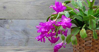How to Grow and Care for Christmas Cactus