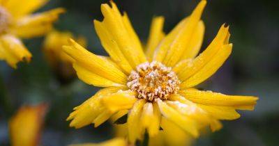 How to Prepare Coreopsis for Winter