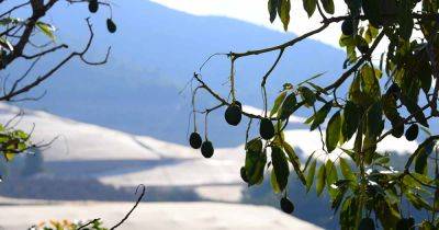 9 of the Best Cold-Hardy Avocado Trees | Gardener's Path