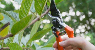 The Basics of Pruning Shrubs and Woody Plants | Gardener's Path