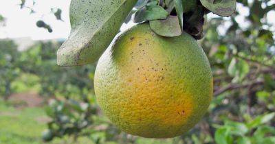 How to Identify & Prevent Citrus Greening (HLB)