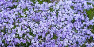 28 Best Ground Cover Plants and Flowers - Easiest Ground Covers