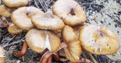 Prevent and Control Armillaria Root Rot on Apricot Trees | Gardener's Path